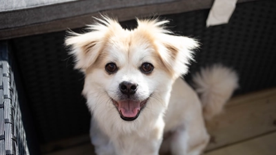 premium hond