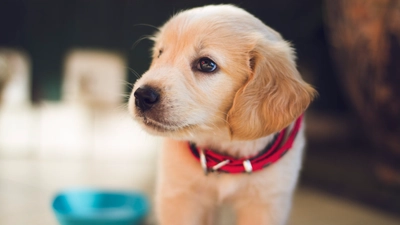 puppy luna