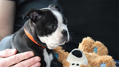 puppy max